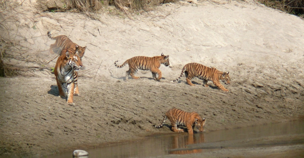 Bardia Wildlife Safari Luxury Tour