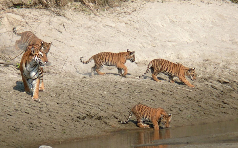  Chitwan National Park Jungle Safari