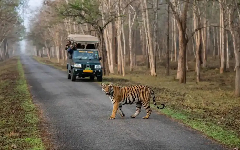  Chitwan National Park Jungle Safari