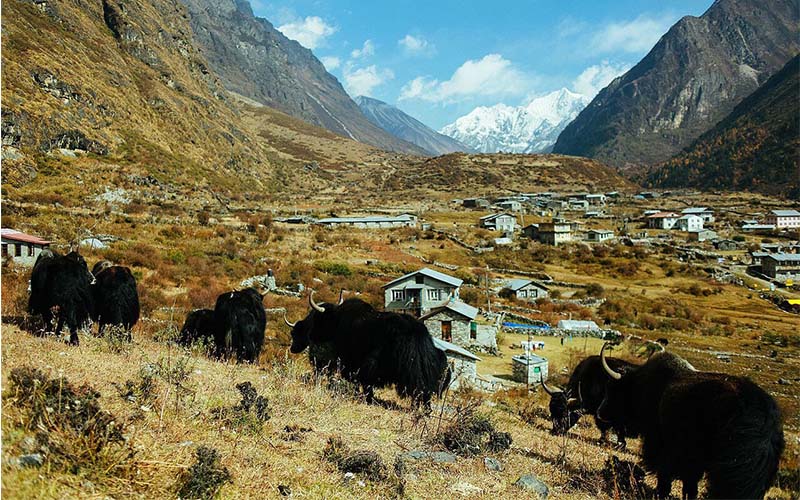  Discover Langtang Village with Oyepedia Travel LLP